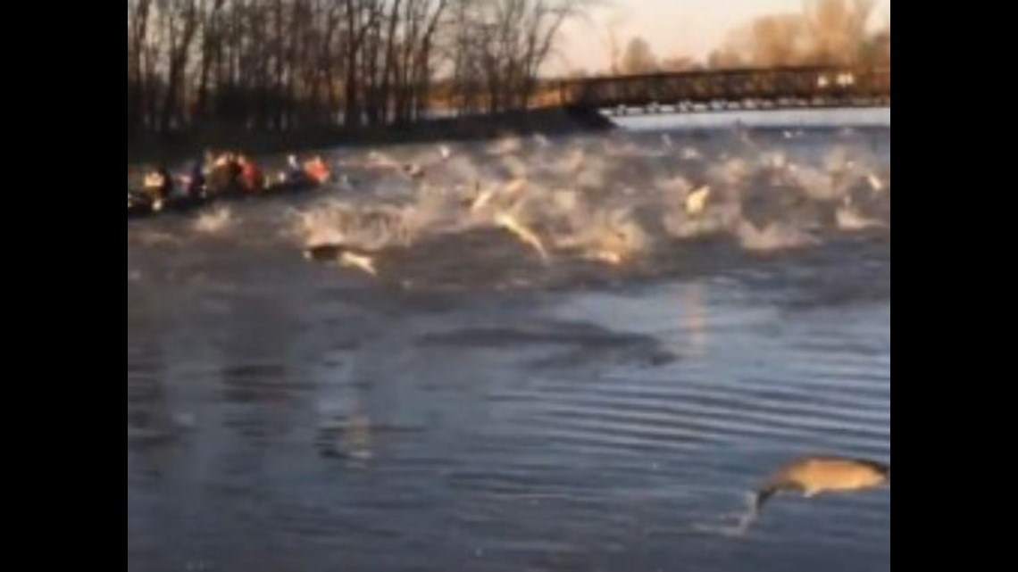 When carp attack: Watch fish jump at rowers | 11alive.com