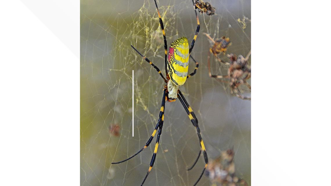 Like a Scene Out of 'Arachnophobia,'' Invasive Spiders Take Over Northern  Georgia, Smart News