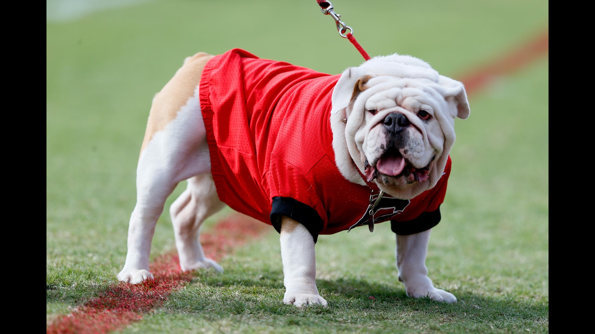 The 10 Best Mascots In College Football 1368