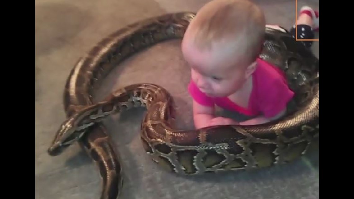 VIDEO: Baby plays with 13ft burmese python | 11alive.com