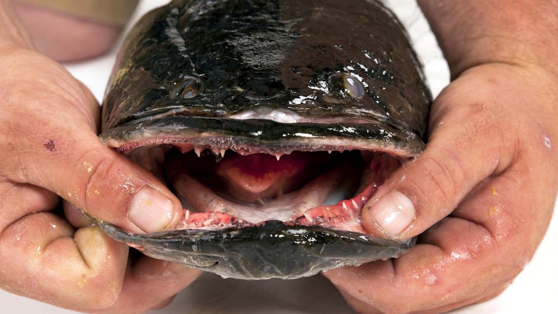 Snakehead Fish Found in Georgia: 'Kill It Immediately' - The New