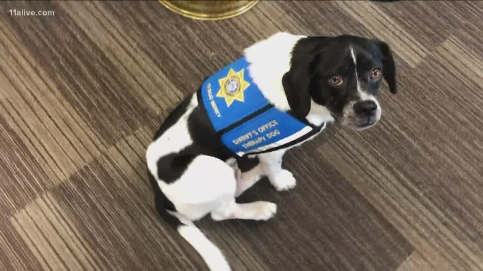 There’s a new addition to the Forsyth County Sheriff’s Office, primarily being used with young victims of sexual abuse.
