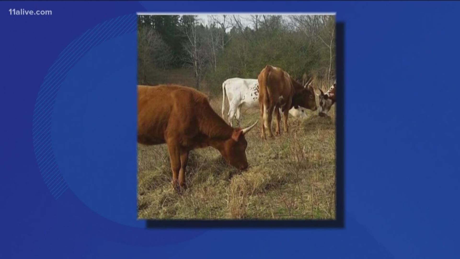 A family in Floyd County is asking for public help after discovering their longhorn steer, “Little Red,” was killed in their field in Rome