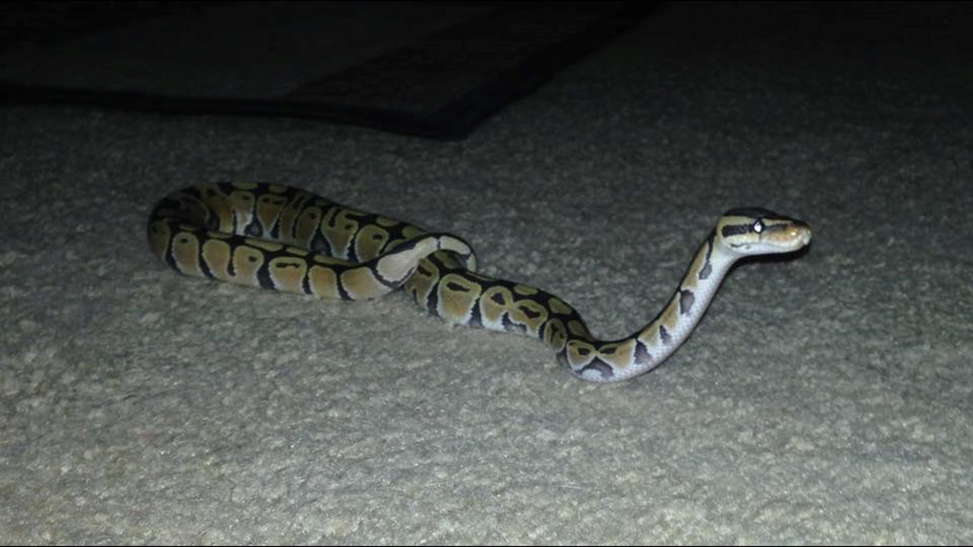 Giant water moccasin nabbed in Florida