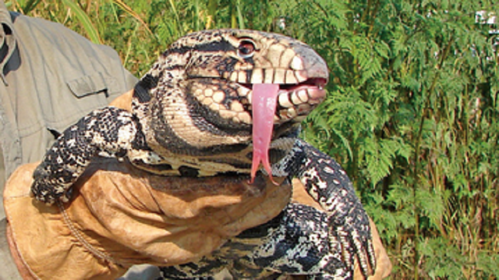 Large Lizard From South America Has Georgia On Its Mind