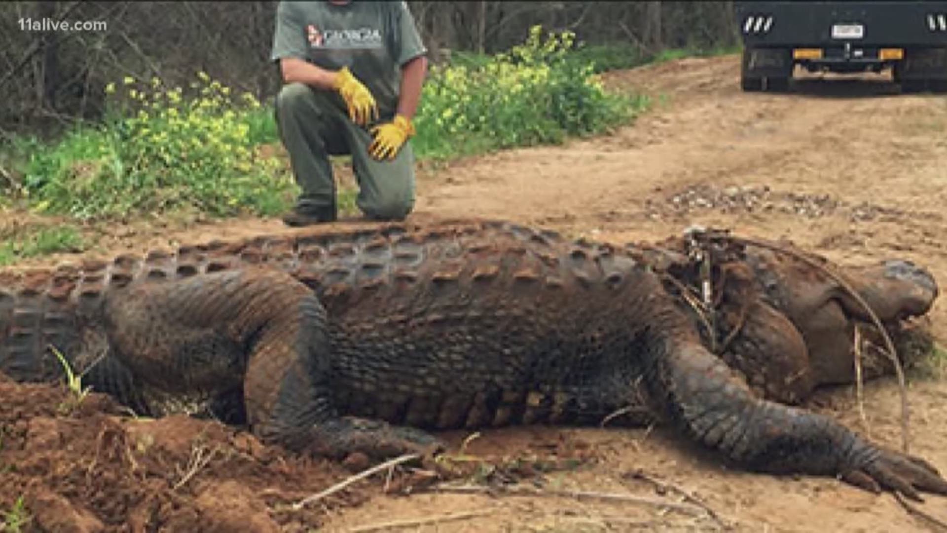 This 13 foot 4 inch alligator was found in an irrigation ditch off of Lake Blackshear in Sumter County, Georgia.