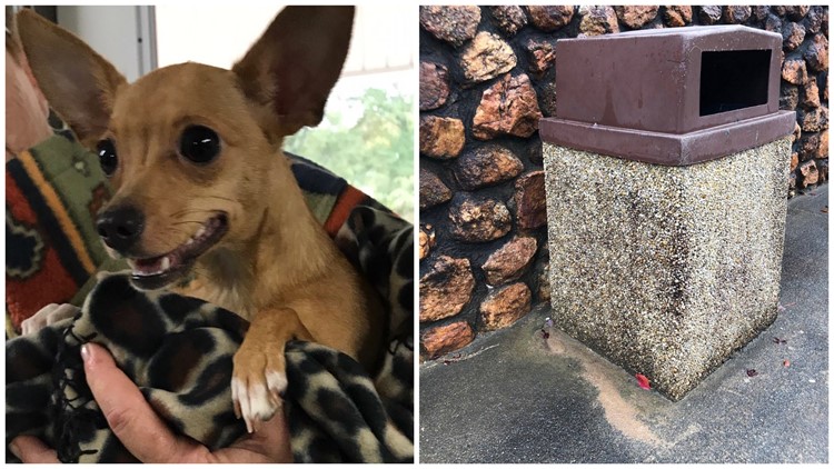 found chihuahua