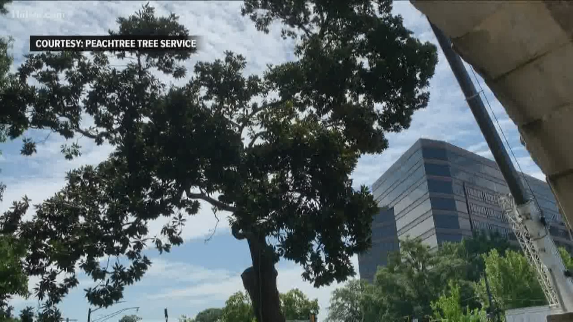 The Atlanta Business Chronicle reports that the city said the tree was a risk.
