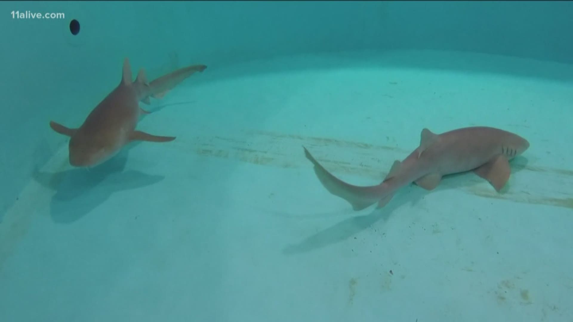 Nurse Sharks Evacuate To Ga Aquarium Because Of Hurricane Michael 11alive Com