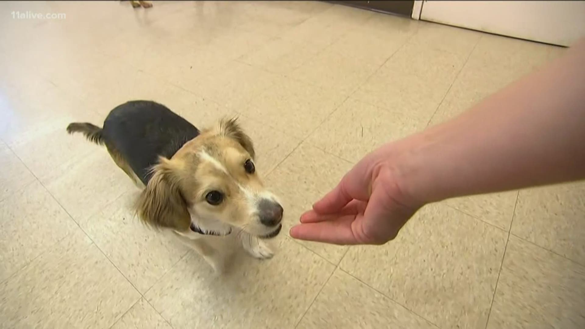 Some "grain free" dog foods could contribute to heart disease, the agency is warning.