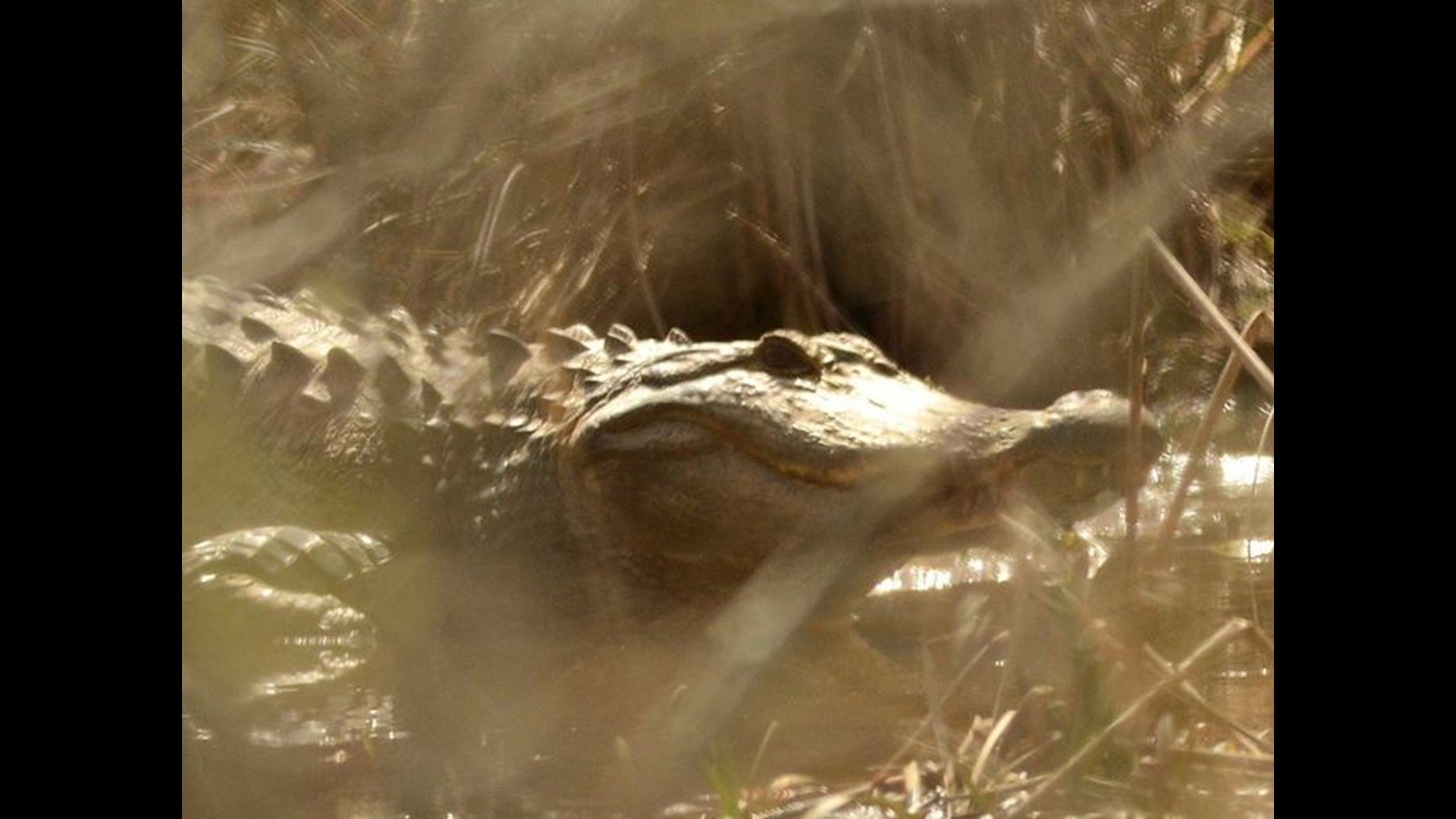 Alligator spotted in Lake Lanier