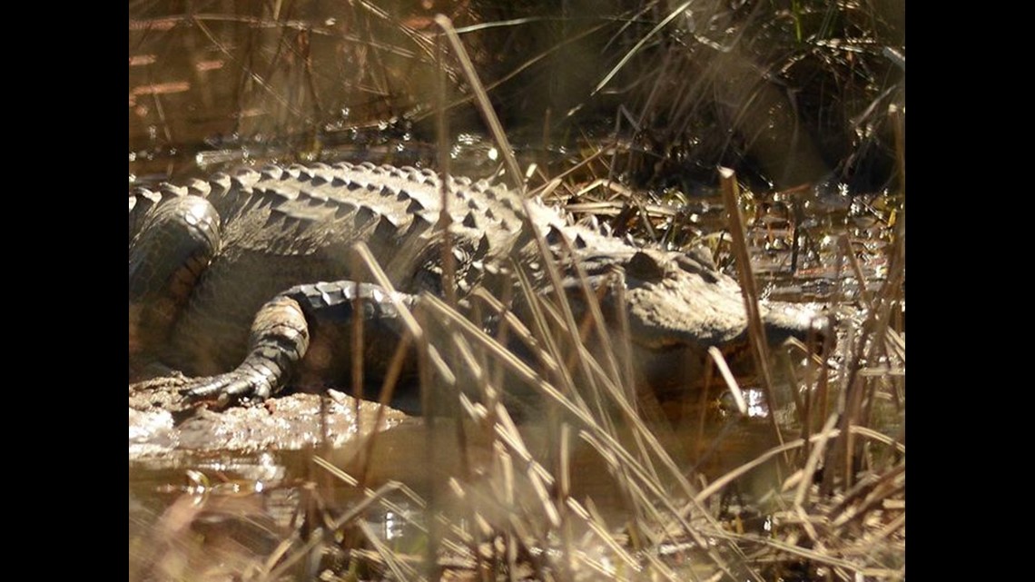 Alligator spotted in Lake Lanier