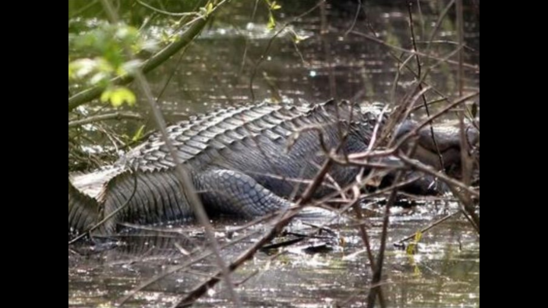 Alligator spotted in Lake Lanier | 11alive.com