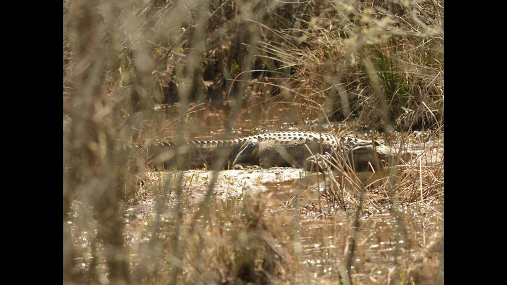 Alligator spotted in Lake Lanier