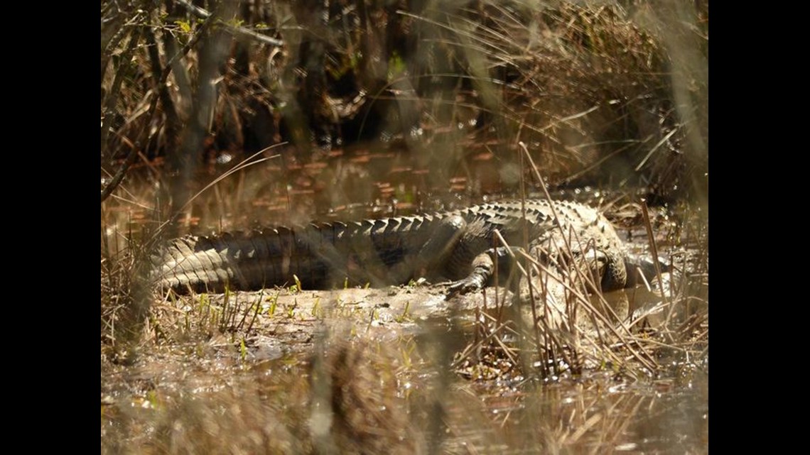 Alligator spotted in Lake Lanier