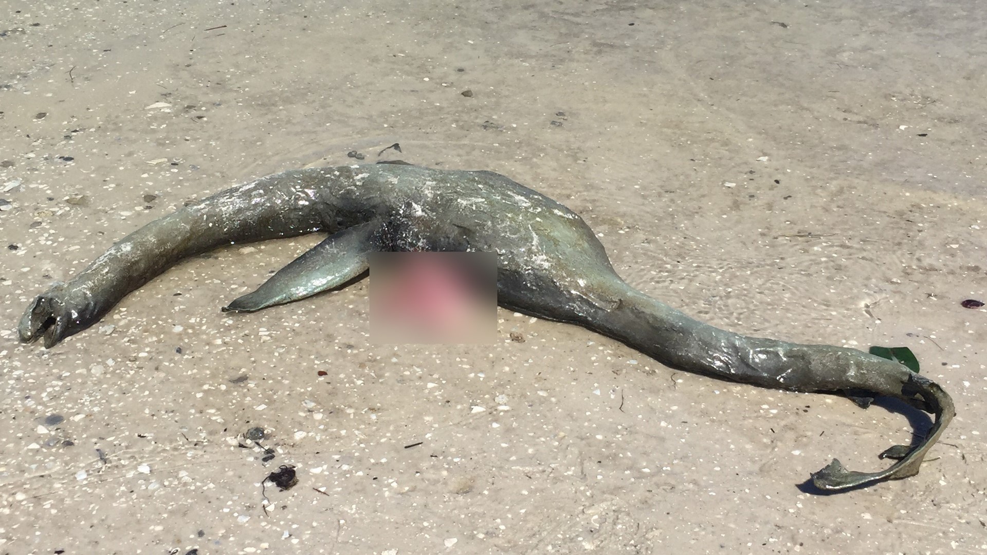 Coastal mystery: Remains of strange sea creature wash up on Georgia ...