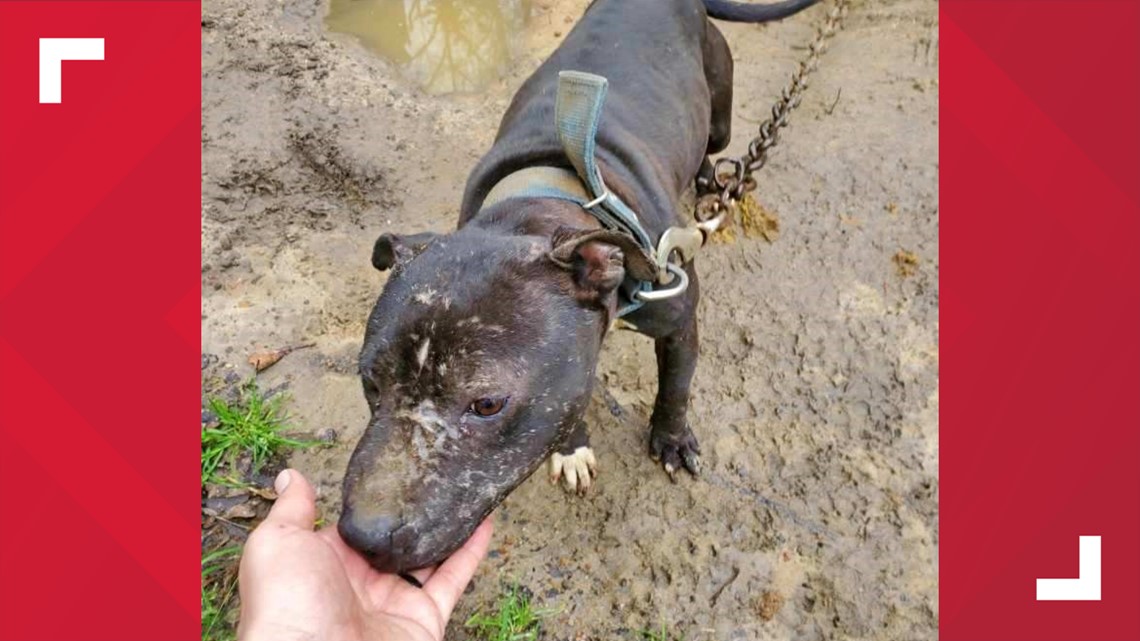 Is It Illegal To Chain A Dog Up In