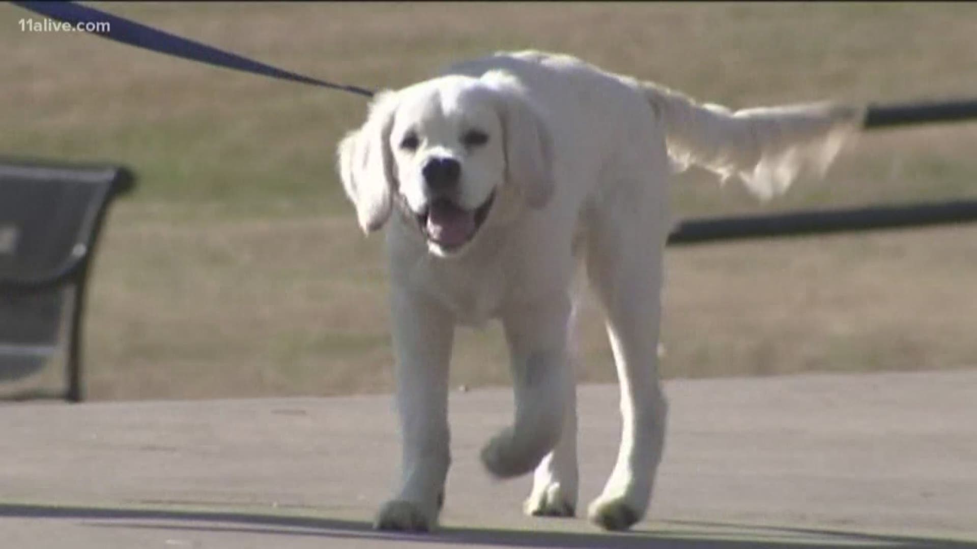Experts say dogs help students feel a sense of home.