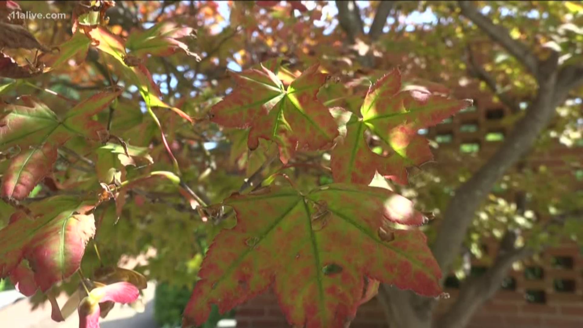 Extreme heat and drought can cause trees to go into the same survival mode they normally go into in the fall early.