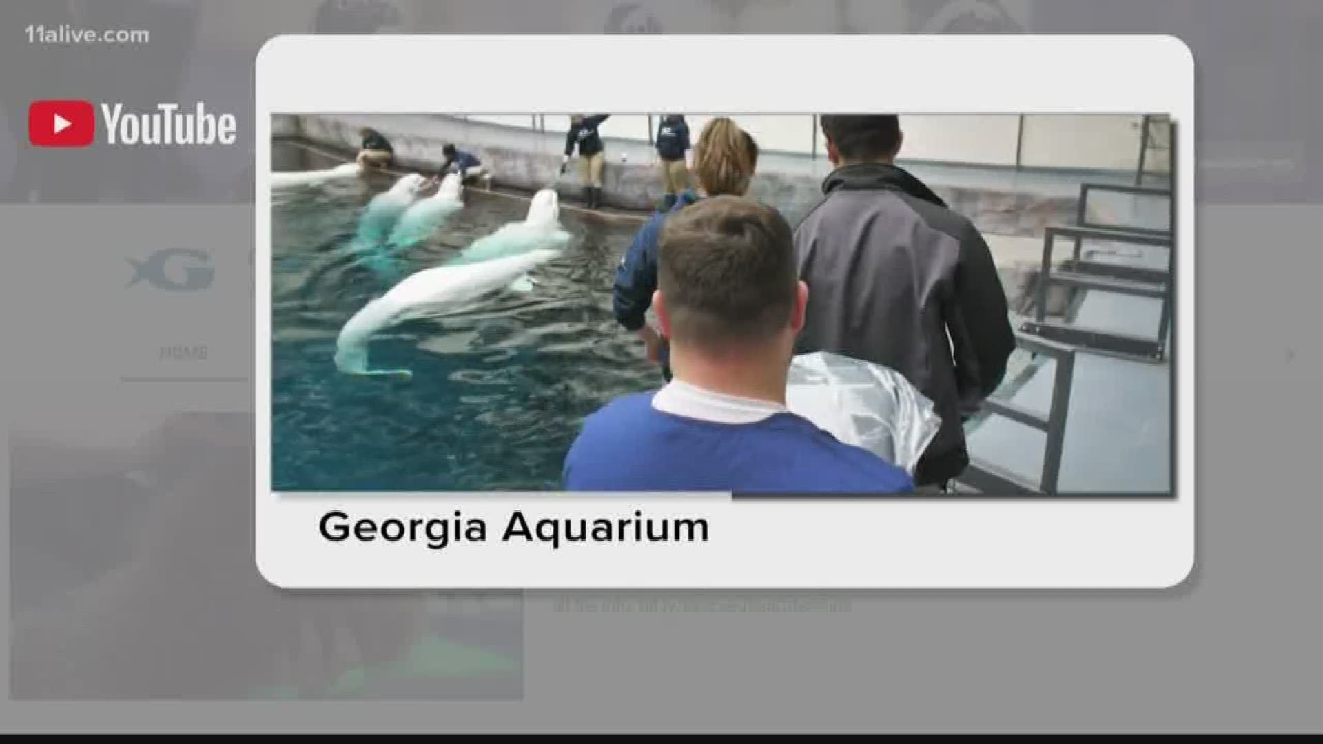 The 20-year-old whale came to the aquarium in February last year from SeaWorld Orlando.