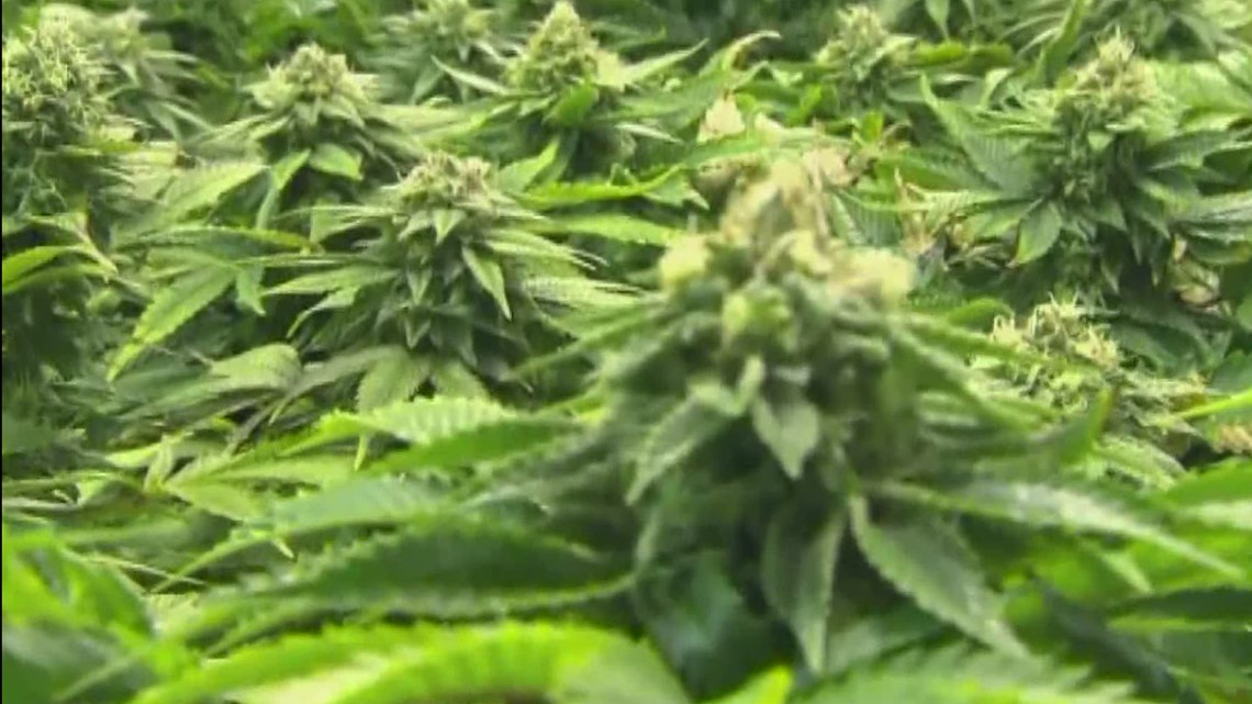 Proposal Would Decriminalize Marijuana Possession In Gwinnett 11alive Com