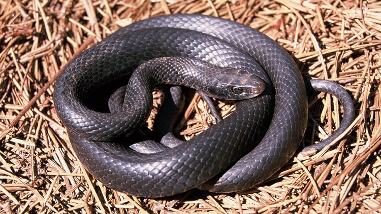Black Snake Black Couple Sex - What should I do when I see a snake? | 11alive.com