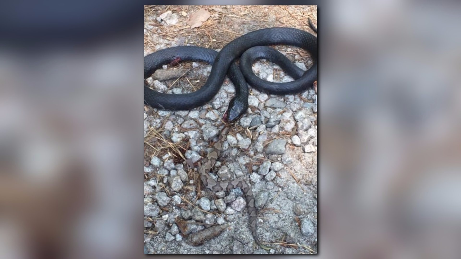 This is why you don't kill black snakes