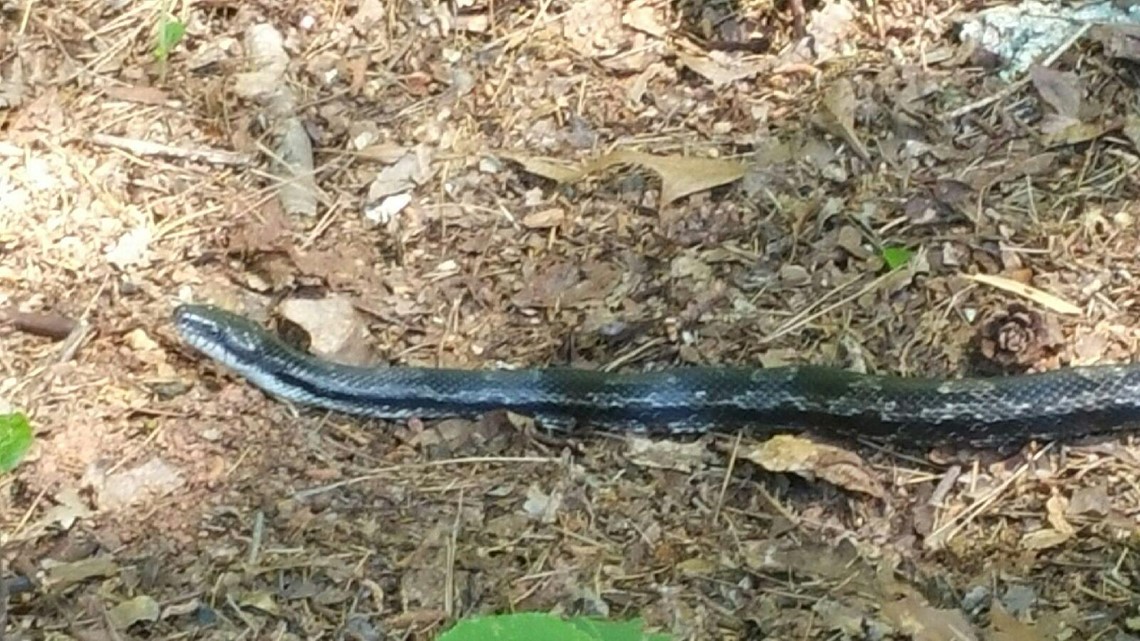 Snakes found in Georgia | 11alive.com