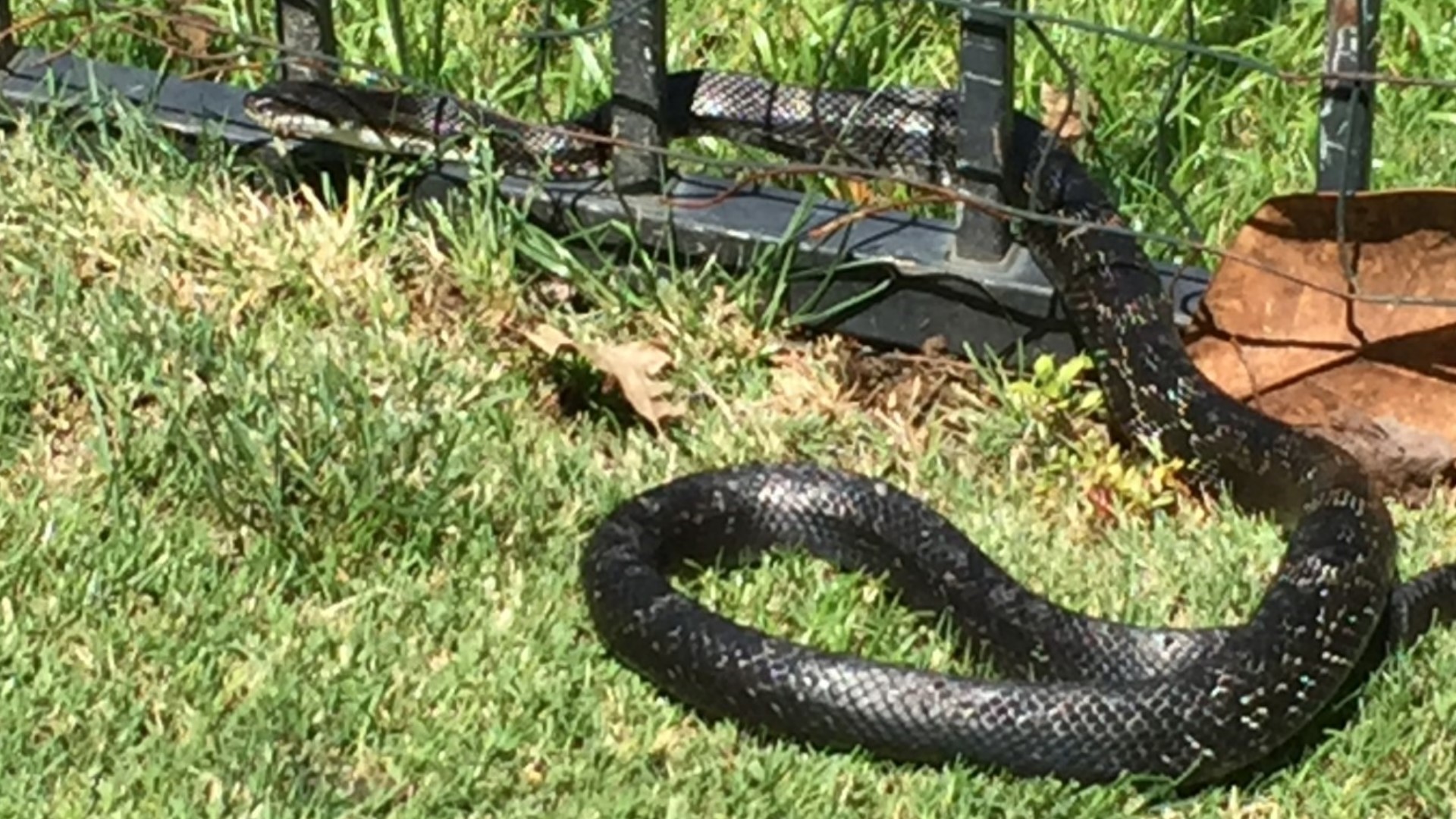 Giant water moccasin nabbed in Florida