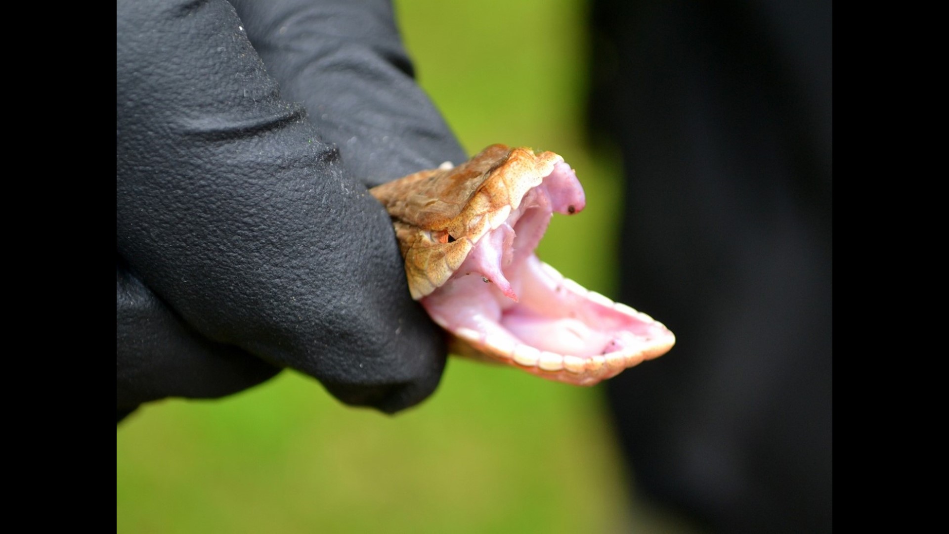 Copperhead snake bites man in Acworth