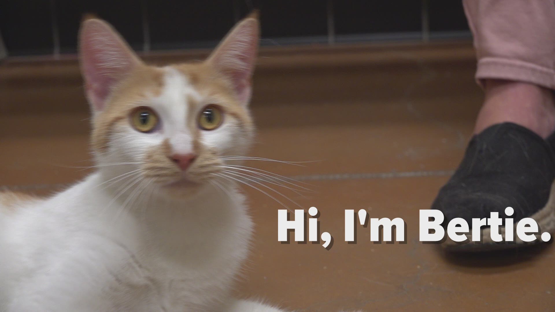 Bertie and Benji are My Lawrenceville News and Gwinnett Animal Shelter Pets of the Week. They are free to adopt this weekend at the shelter.