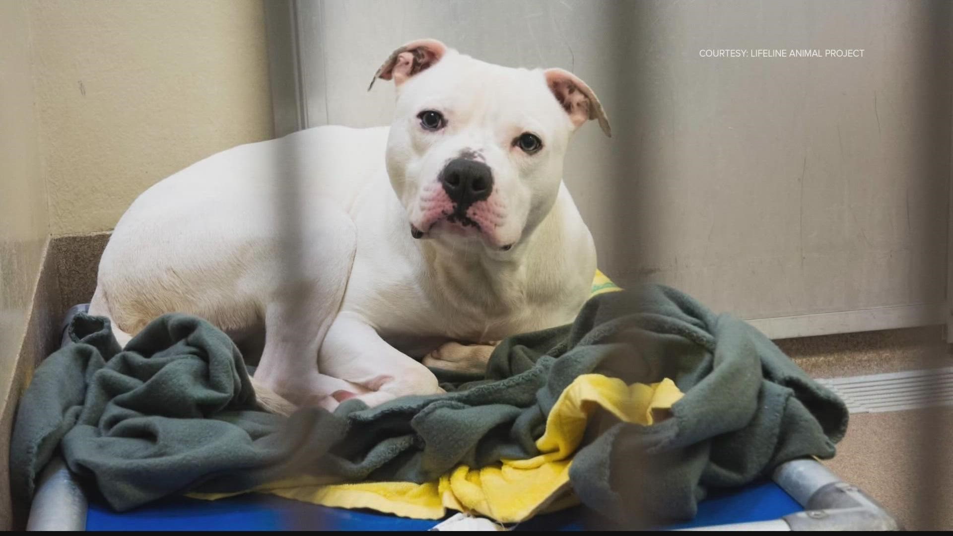 Animal shelters in metro Atlanta are taking in a record number of pets. Officials said the situation is dire.