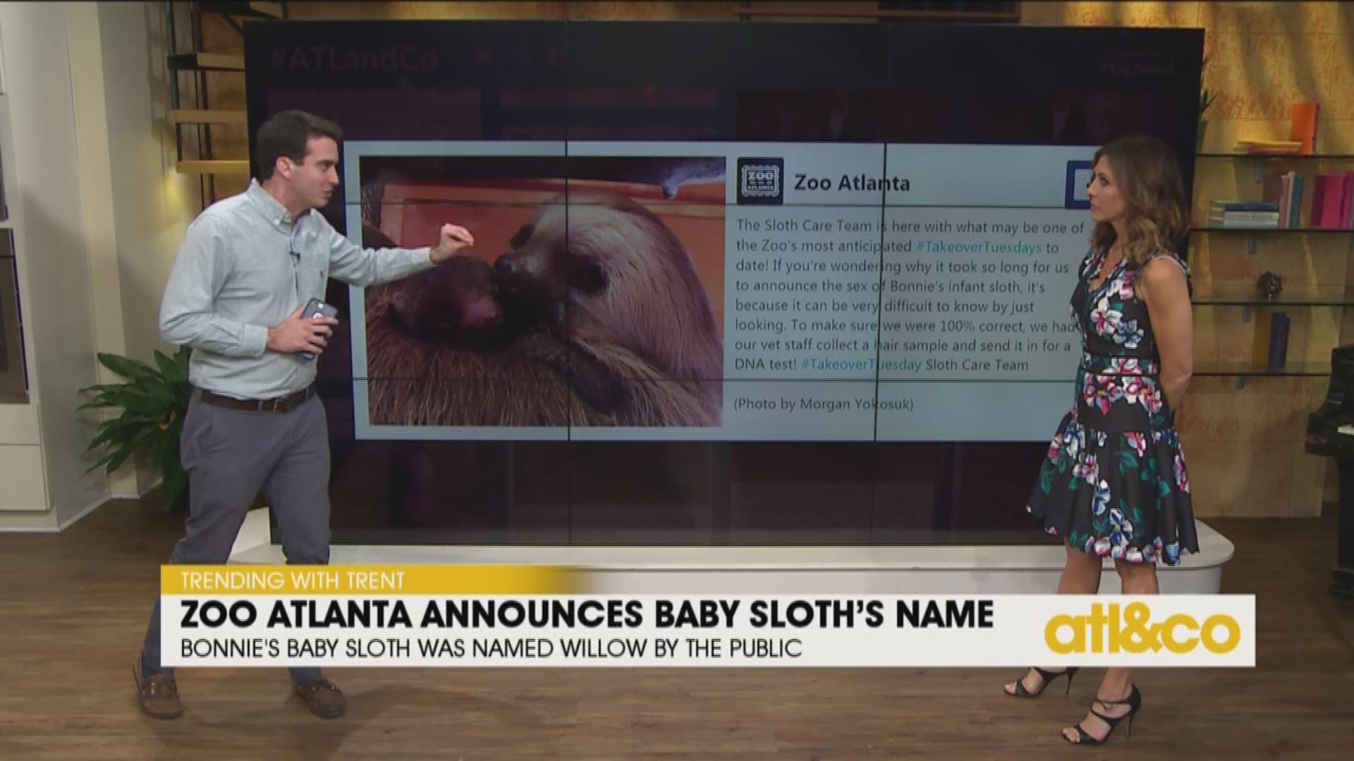 Zoo Atlanta Announces Baby Sloth's Name