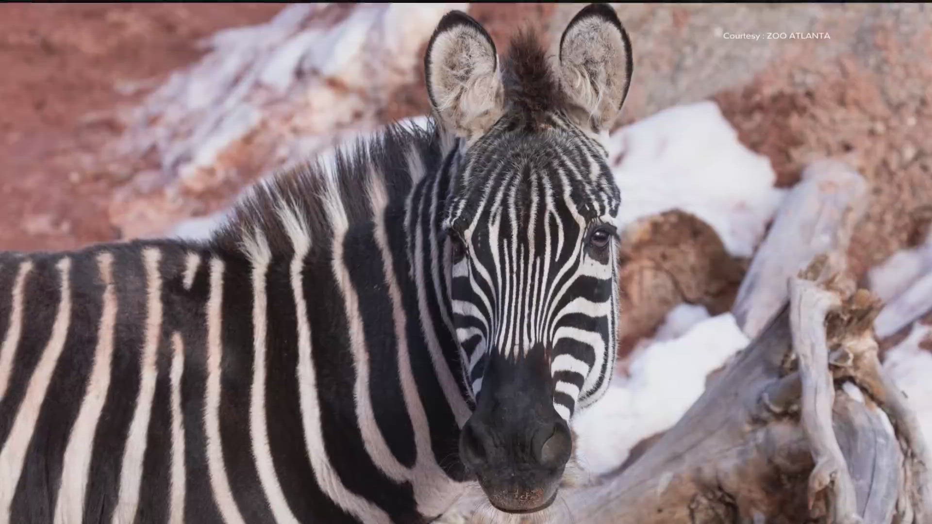 Zoo Atlanta is welcoming the newest member of its family Tuesday, a 17-year-old zebra named Wembe.