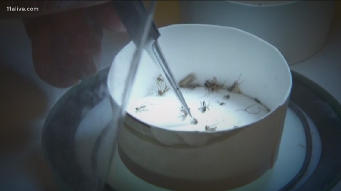 West Nile virus detected in Atlanta, Fulton County officials say - Vimarsana News