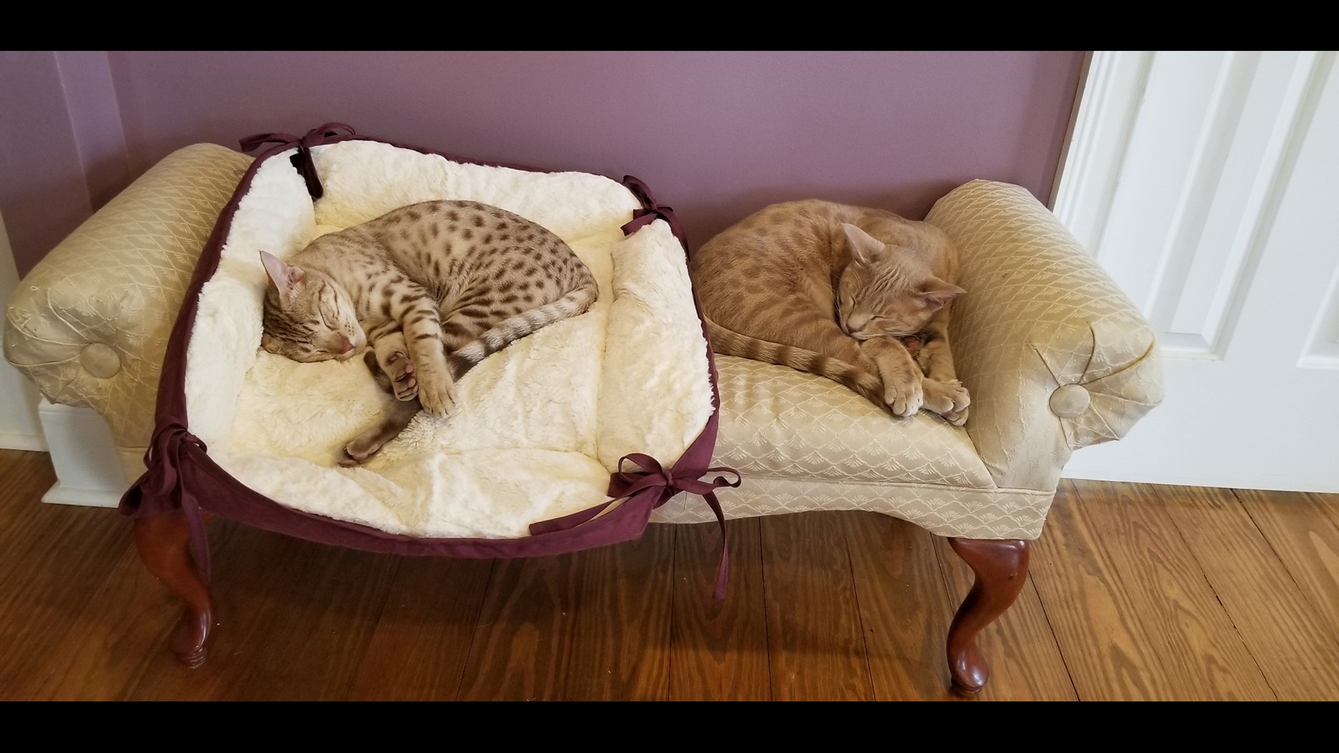 First ever cat cafe opens in County