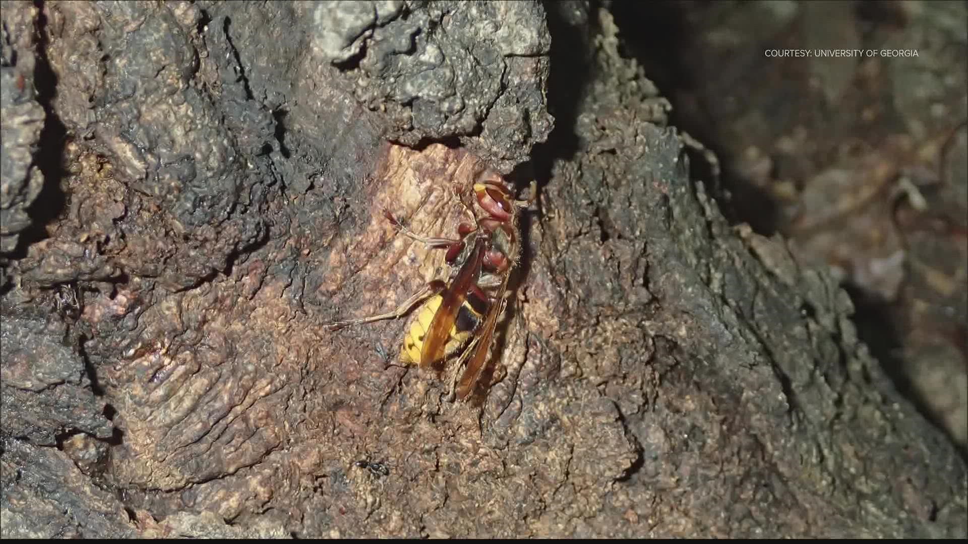 Viewers at home have been asking if European hornets have made their way to Georgia.