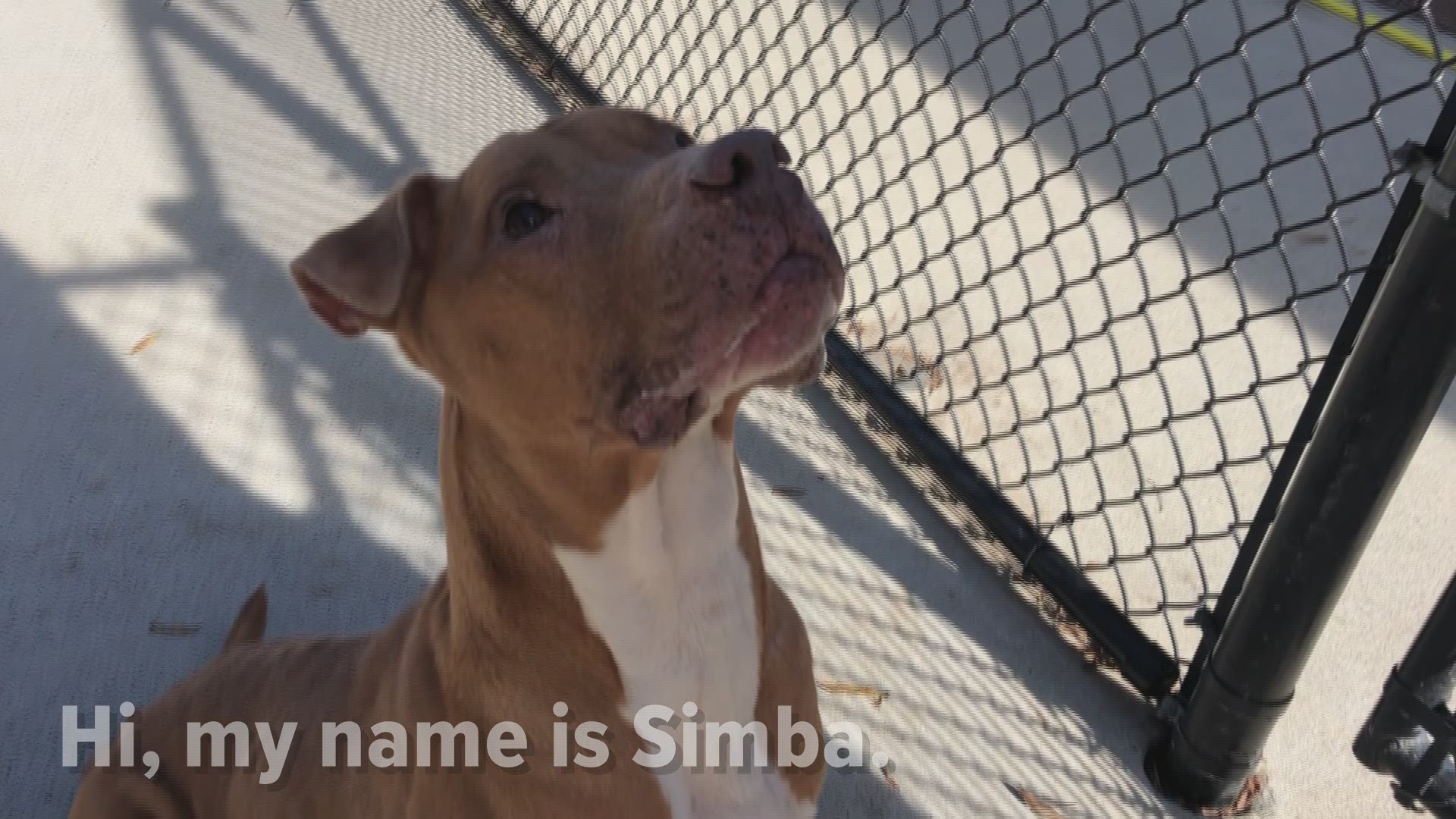 Video of Gwinnett Animal Shelter's pets of the week: Simba & Marletta