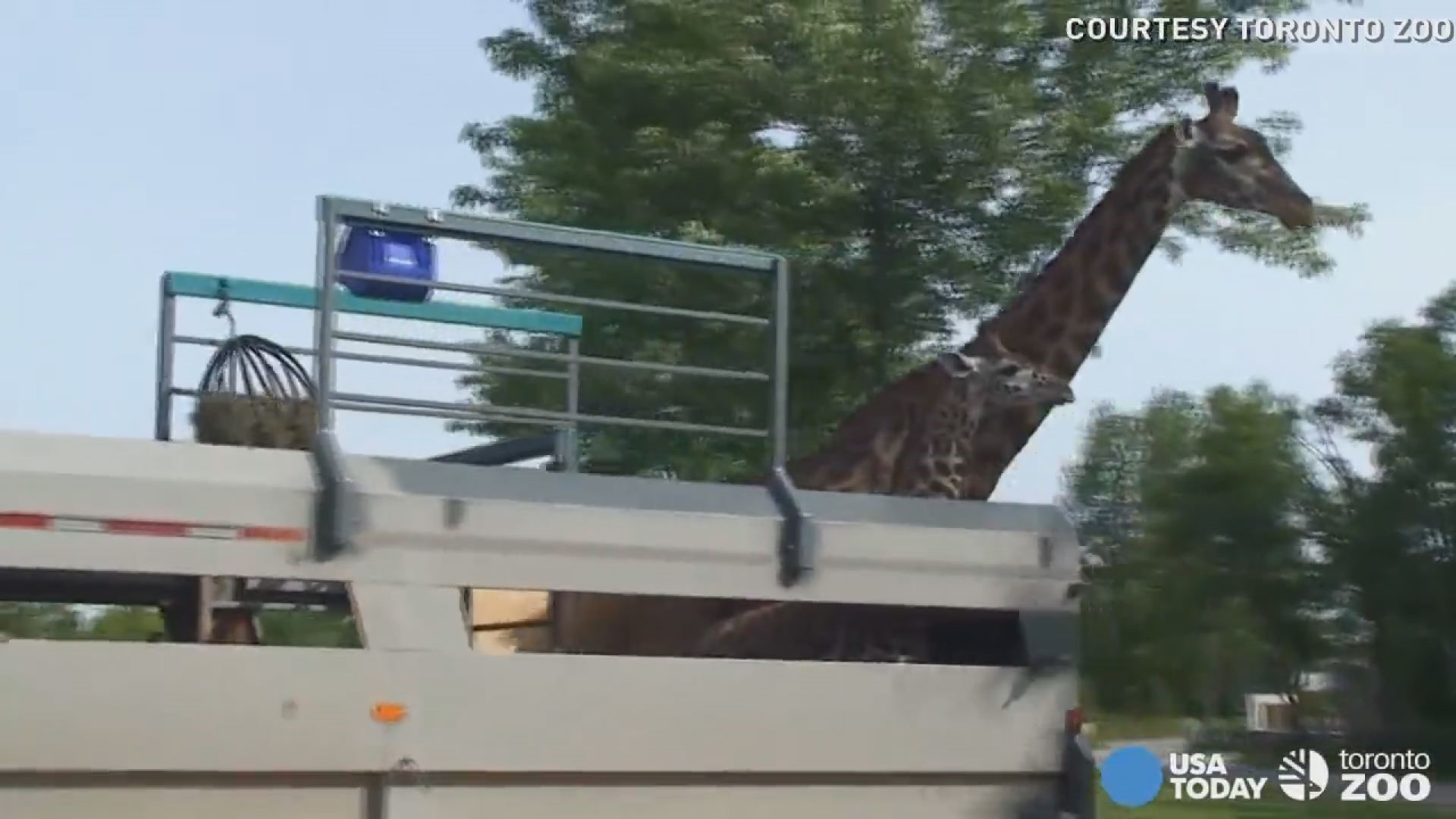 Giraffes get a ride to their new home in Toronto Zoo