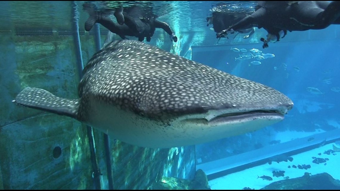 Swim with whale sharks at Aquarium