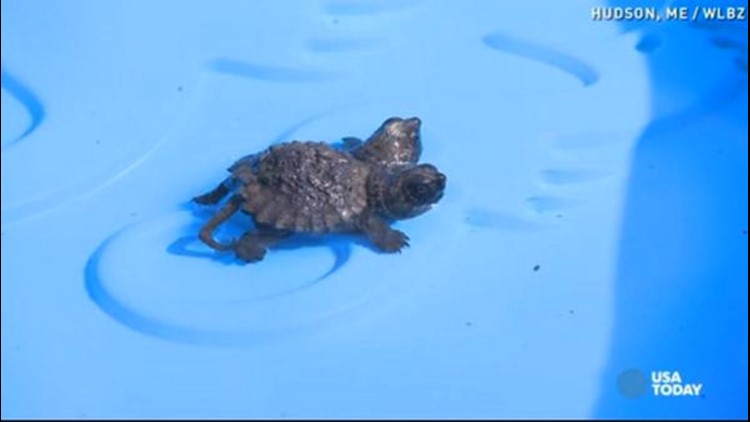 Video: Two-headed turtle will have you seeing double