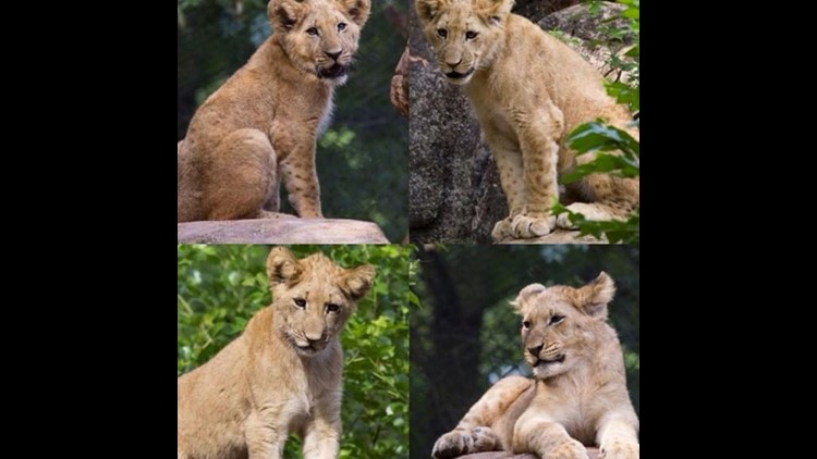 Zoo Atlanta lion cubs celebrate first birthday 