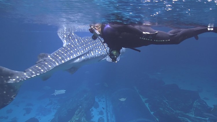 Whale Shark - Georgia Aquarium