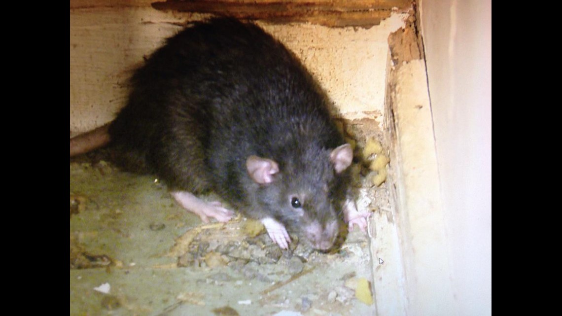 Hundreds of rats found living inside woman's home | 11alive.com