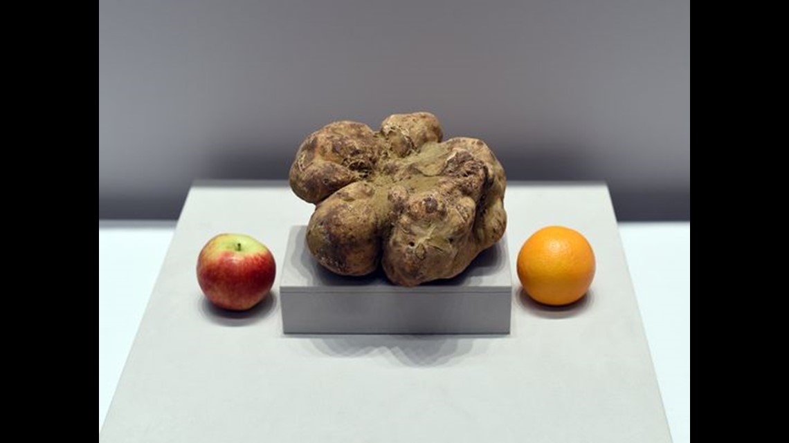 Record 4.16pound truffle sells for 61,250 in NYC