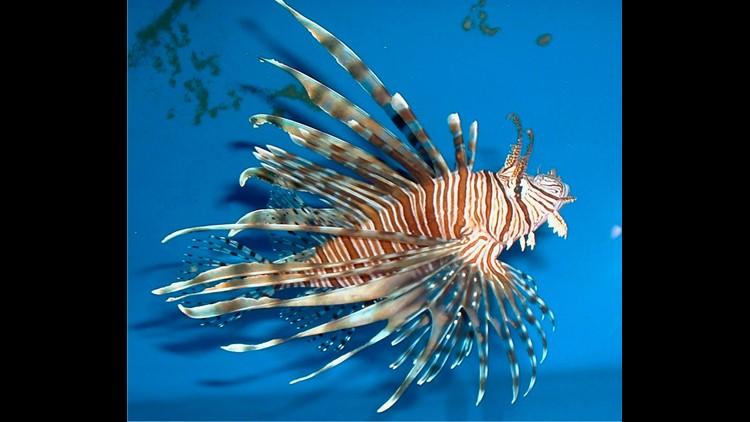 Study: Lionfish invading Mediterranean Sea | 11alive.com