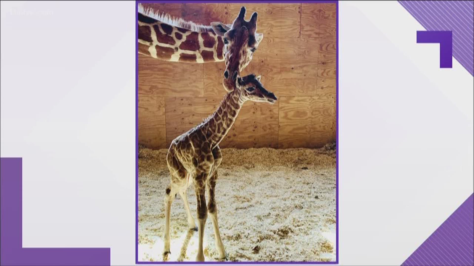 The Animal Adventure Park needs help picking a name for the baby boy!