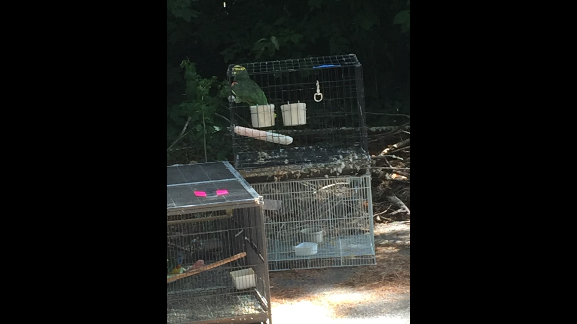200 birds seized during house raid | 11alive.com