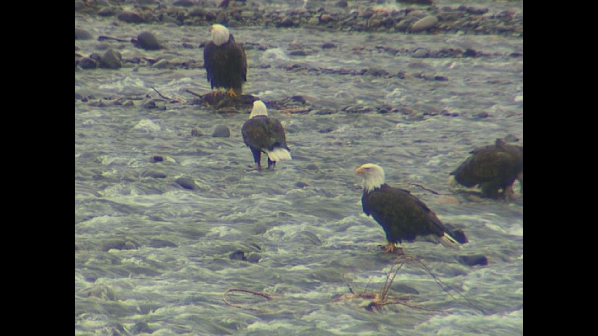 PHOTOS 100 Bald eagles hang out near Mount Baker Highway in Washington