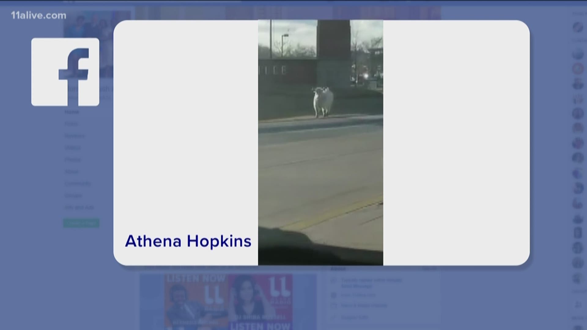 A viral video posted to Facebook Saturday shows a white cow, similar to the mascots used in the Atlanta restaurant's iconic "Eat Mor Chikin" campaign - bringing cars to a stop while it casually trots across several lanes of traffic.